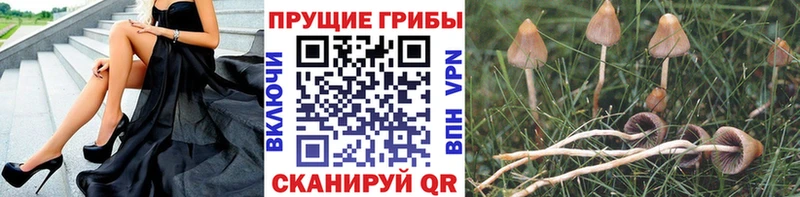 MEGA онион  Лебедянь  Псилоцибиновые грибы мицелий  как найти закладки 